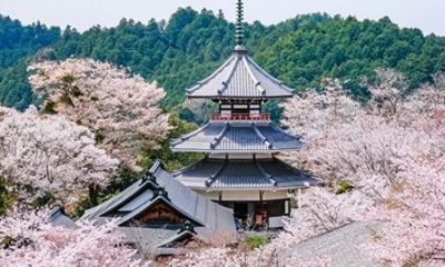 Mount Yoshino Spring Blossom Private Tour from Osaka and Kyoto