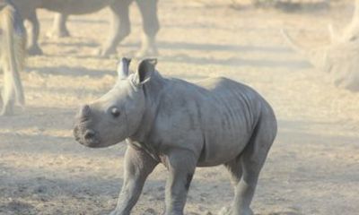 Game Drive and Rhino Tracking Safari