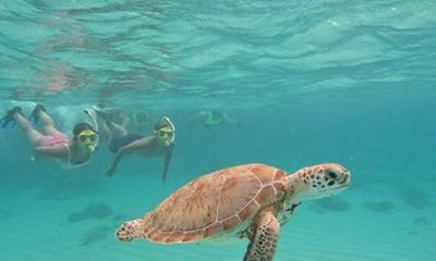 Aruba Private Turtle Snorkeling Local Experience