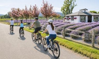 Lavender and Olive Oil eBike Tour