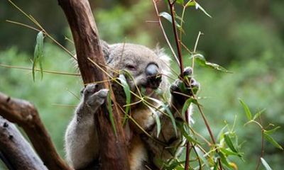 Mornington Peninsula Wildlife Tour with Lunch and Wine Tasting