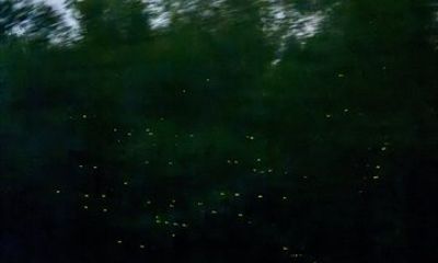 Kuala Selangor Eagle Fireflies and Blue Tears Cruise