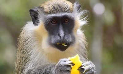 Barbados Garden and Wildlife Escape