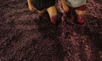 Setúbal Private Grape Stomping & Harvest Tour with Transfers