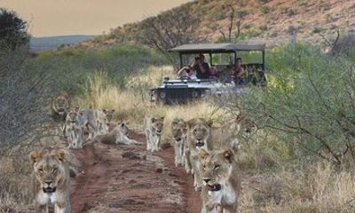 Aquila Private Game Reserve Safari with Wine Tasting Experience