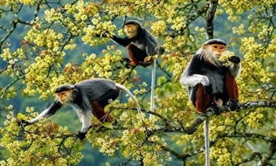 Son Tra Mountain Sunrise Monkey Watching Tour by Motorbike or Car