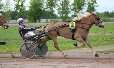 Experience Finnish countryside and harness horses by Vantaanjoki