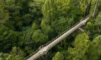 Aucklands Urban Jungles Hidden Nature Walks in the City