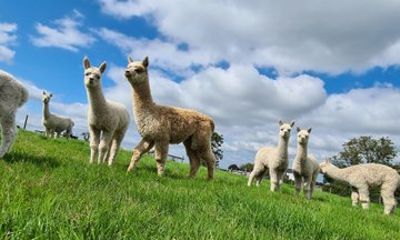 Meet Baby Alpacas Fabulous Fleecy Experience