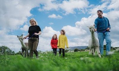 Alpaca Breeding Farm Talk n Trek with Refreshments
