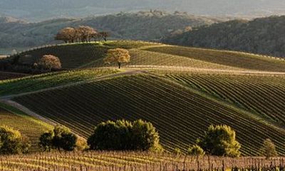 5 Day Sonoma Women’s Getaway Wine and Redwoods