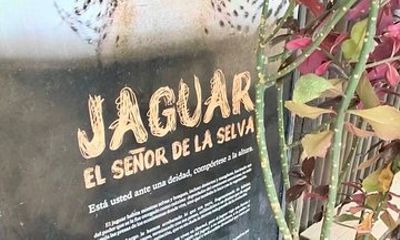 Oaxaca Wild Private between Jaguares Zapotecas Mezcal and Tule