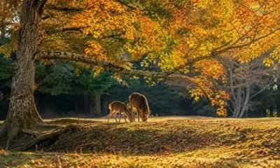 Private Nara Day Trip Cultural Highlights from Kyoto