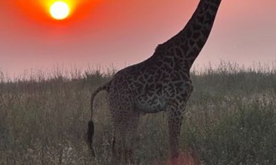 Three Day Maasai Mara 4x4 Safari from Nairobi