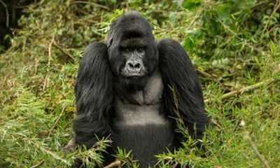 One Day Gorilla Trekking Tour in Volcanoes National Park Rwanda
