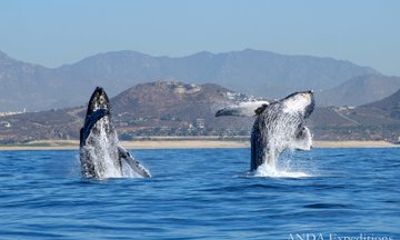 Cabo Whale Watching and Snorkeling Tour Combo