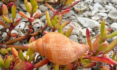 Guided Shelling Adventure in the Ten Thousand Islands