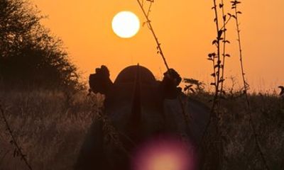 Nocturnal Breathtaking Night Game Drive in Nairobi National Park