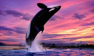 Private Family DayTrip to Kobe Anpanman Museum and Suma Sea World