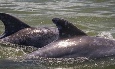 Island Dolphin Tours