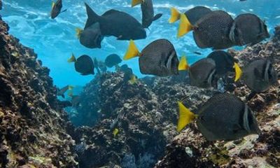 Sharing snorkeling experience in cabo
