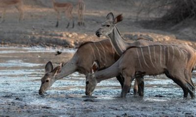 Chobe Safari Day Trip from Victoria Falls/ Livingstone