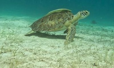 Tropical Trek UTV and Snorkeling Adventure Explore and Discover