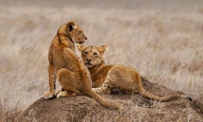 Tailor Made Tanzania Safari to Tarangire National Park
