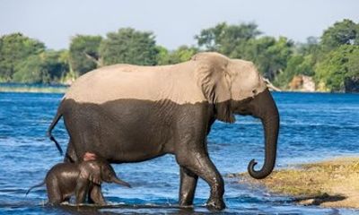 Chobe Wildlife Safari from Victoria Falls and River Cruise Tour