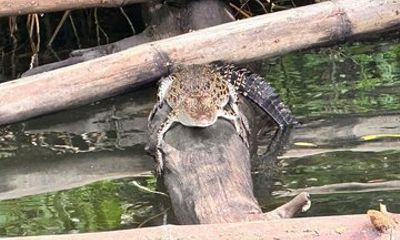 Bentota River Safari Mangrove and Wildlife Adventure