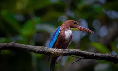 Koggala Lake Private Boat Tour with Cinnamon Family Visit