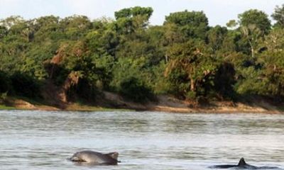 2 Day Amazon Jungle and Ipanema Lake Excursion