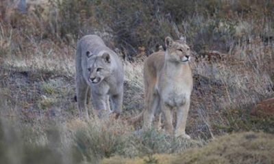 Puma Private Tracking in Torres del Paine