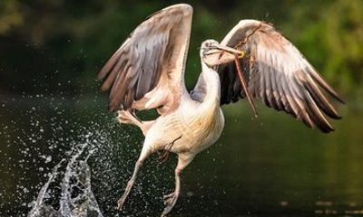 Private Prek Toal Bird Sanctuary and Tonle Sap Tour