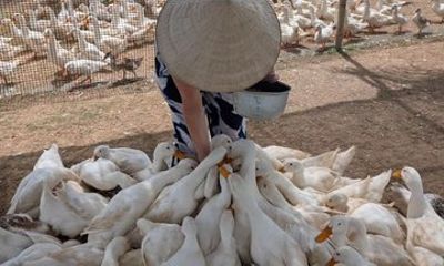Hoi An: Funny Duck Stop Countryside Fun Farm Visit