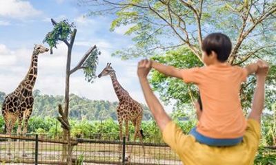 Singapore Zoo Tickets with Unlimited Tram Rides