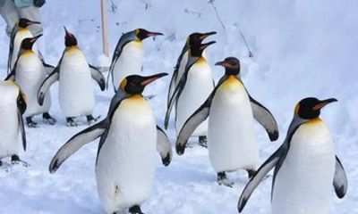 Private Day Tour to Penguin Parade, Biei Blue and Ningle Terrace