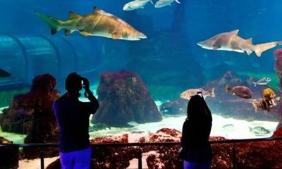 Skip the Line Barcelona Aquarium Admission Ticket