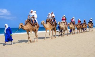 Cabo Camel Ride: Pacific Coast Views with Buffet & Hotel Pickup