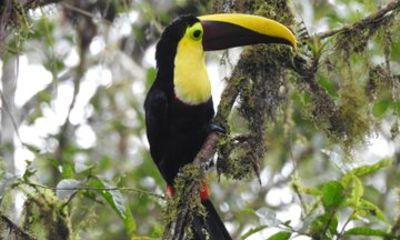 Private Mindo Cloud Forest with Birdwatching and Photography