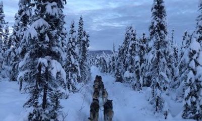 Dog Mushing Adventure in the Alaskan Winter