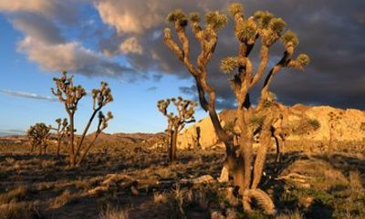 Joshua Tree National Park Photography Instruction