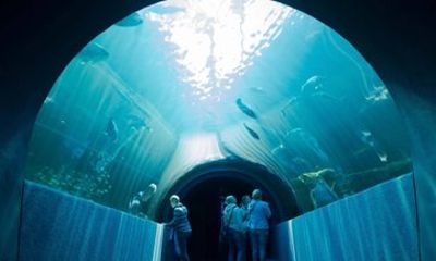 Cape Town Aquarium Farm and Chocolate Tour