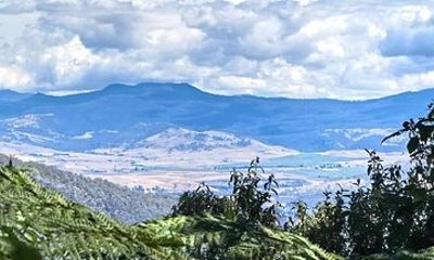 Mount Field Bonorong Wildlife Sanctuary Private Charter Day Tour