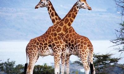 Nairobi City Shared Tour