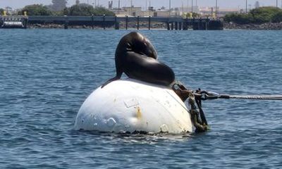 San Diego Sailing 4 Hours Wildlife Adventure Sign on Activity