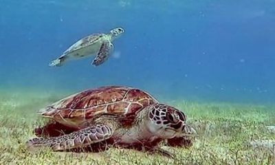 Scuba Diving No Experience Needed Videos Included