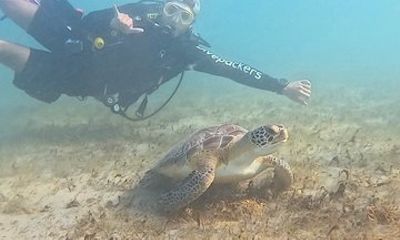 Scuba Diving No Experience Needed Videos Included