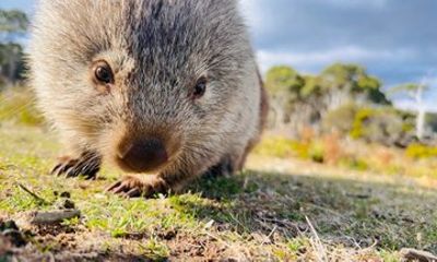 Maria Island Full Day Private Charter Tour