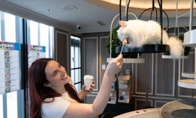 Tokyo Shinjuku Cat Lounge Experience with Treats and Drinks